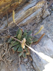Plantago coronopus macrorhiza