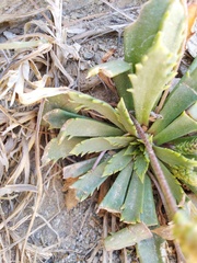 Plantago coronopus macrorhiza
