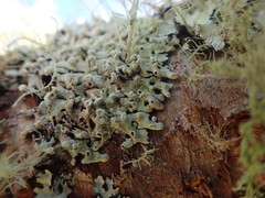 Menegazzia neozelandica