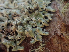 Menegazzia neozelandica