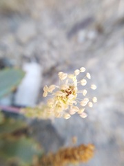 Plantago coronopus macrorhiza