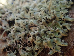 Menegazzia neozelandica