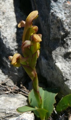 Disa comosa
