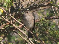 Muscicapa adusta adusta