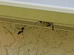 Mischocyttarus mexicanus