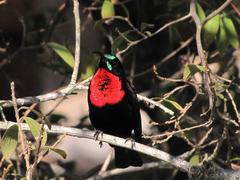 Chalcomitra senegalensis gutturalis