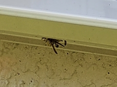 Mischocyttarus mexicanus