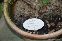 Fuchsia regia reitzii