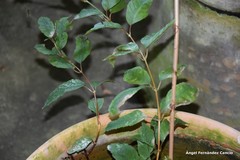 Fuchsia regia reitzii