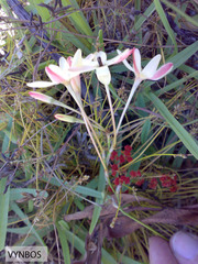 Ixia paniculata