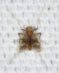 Psectrotanypus dyari