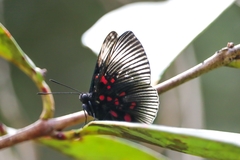 Lyropteryx apollonia