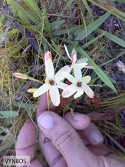 Ixia paniculata