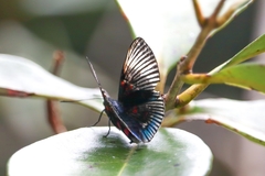 Lyropteryx apollonia