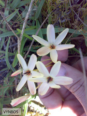 Ixia paniculata