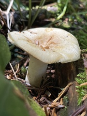 Russula crassotunicata