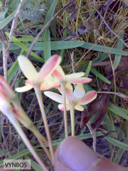 Ixia paniculata