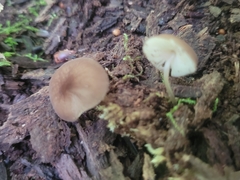 Pluteus seticeps