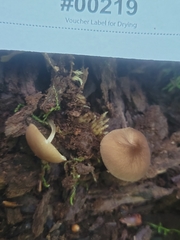 Pluteus seticeps