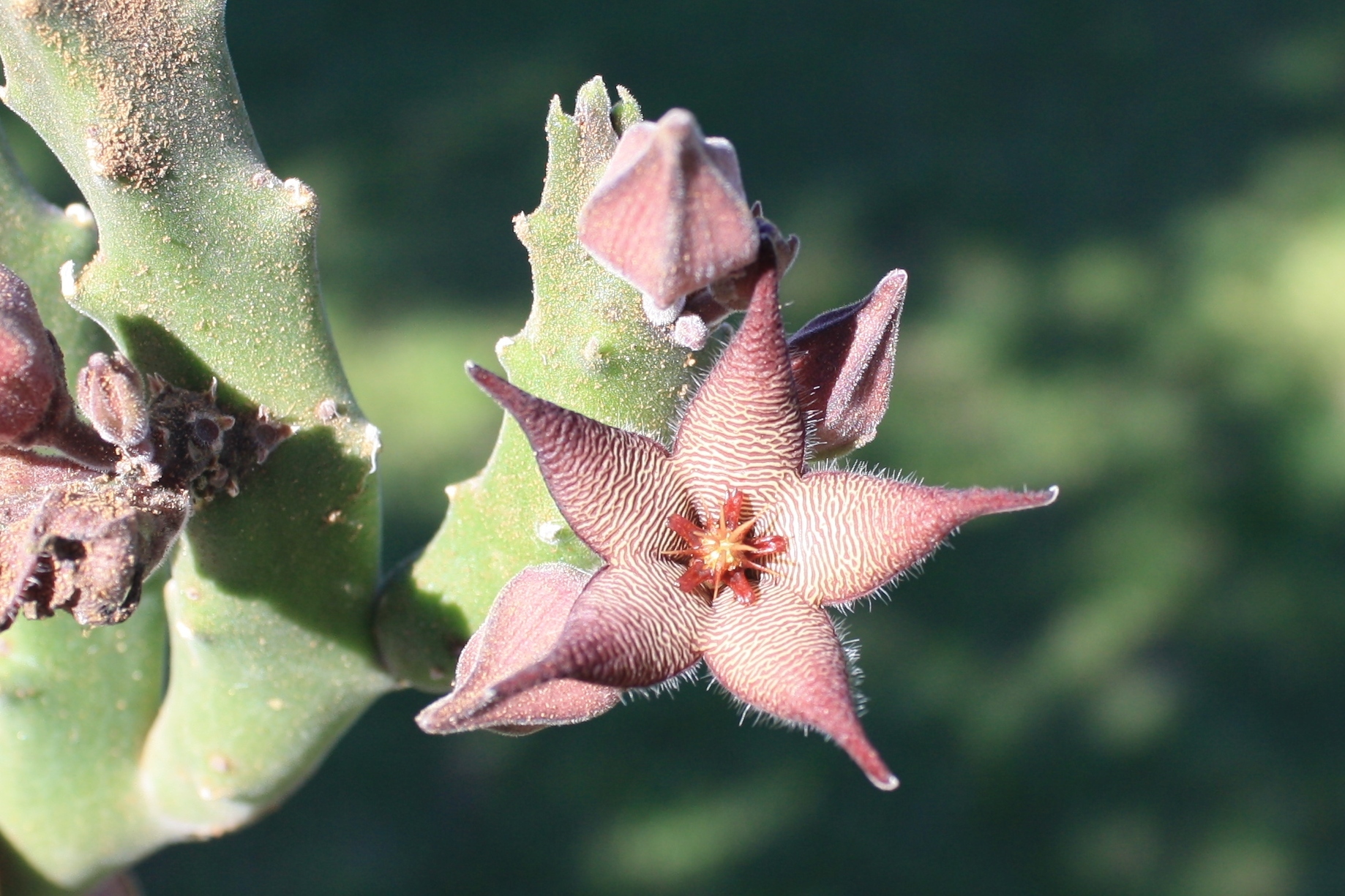 Imagem de Flor-cadáver