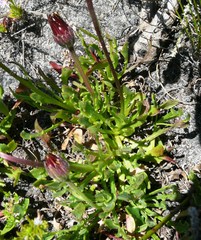 Osteospermum scariosum
