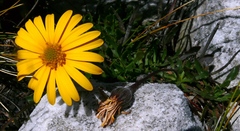 Osteospermum scariosum
