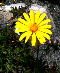 Osteospermum scariosum