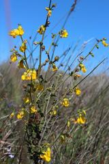 Hermannia grossularifolia