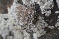 Roccella phycopsis