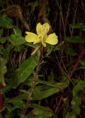 Oenothera wolfii