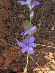 Aristea abyssinica