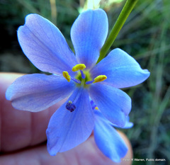 Aristea abyssinica