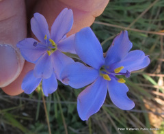 Aristea abyssinica