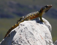 Pseudocordylus microlepidotus microlepidotus