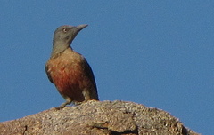 Geocolaptes olivaceus