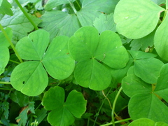 Oxalis trilliifolia