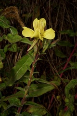 Oenothera wolfii