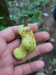 Exobasidium rhododendri