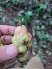 Exobasidium rhododendri