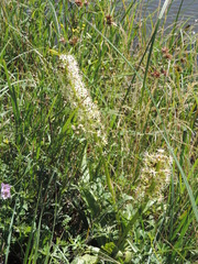 Eucomis comosa