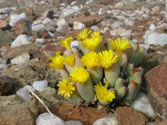 Conophytum bilobum