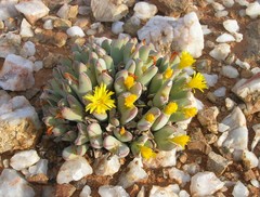 Conophytum bilobum