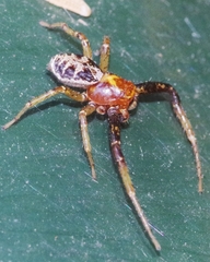 Xysticus lanio