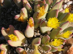 Conophytum bilobum
