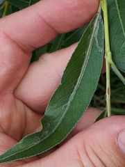 Phyllocnistis saligna