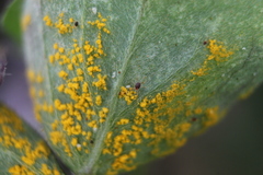 Puccinia oxalidis