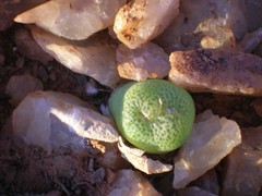 Conophytum smorenskaduense