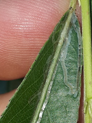 Phyllocnistis saligna