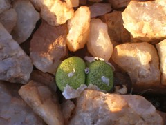 Conophytum smorenskaduense