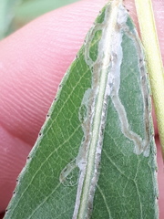 Phyllocnistis saligna